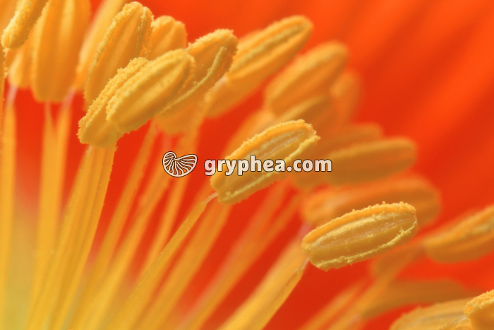 Etamines - gryphea.com